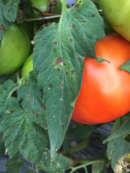Early blight symptoms on tomato.
