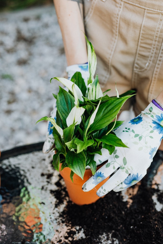 How Do I Care For Peace Lily?