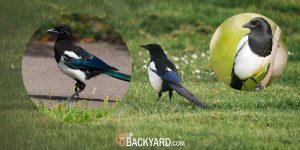 How To Get Rid of Magpies