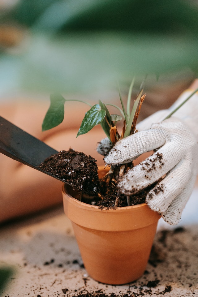 How to Pot Peace Lily