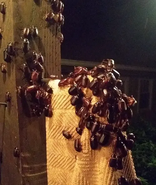 How Do I Know If I Have a June Bug Problem?