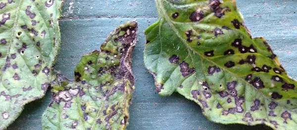 Septoria leaf spot on Tomato leaves
