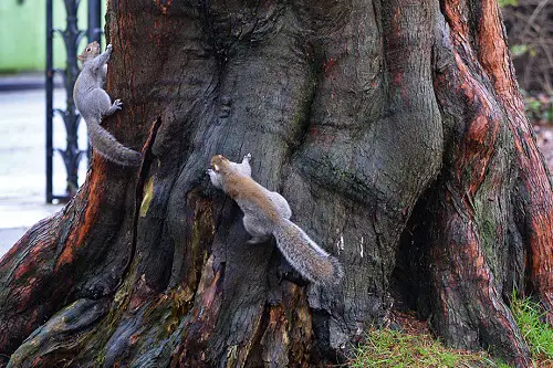 Squirrels Will Chase Each Other to Initiate Mating