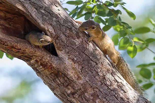 Squirrels Will Chase Each Other to Play