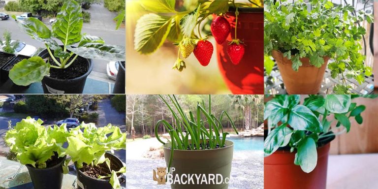 What Can I Grow In A One Gallon Container Here s The List 
