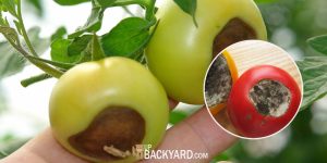 What causes black spots on tomatoes