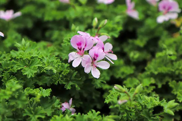 Citronella plants have small purplish pink flowers.