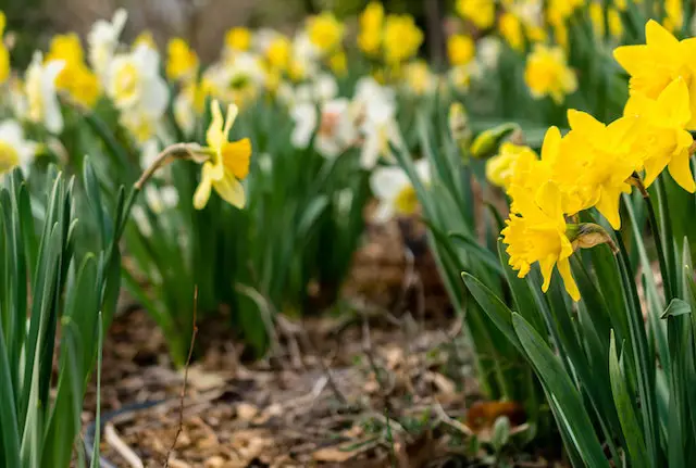 Daffodils 