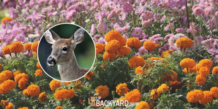 Do Deer Eat Marigolds? + (8 Deer-Resistant Plants)