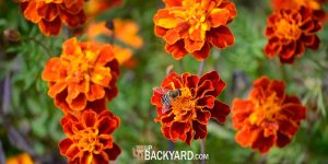 Do Marigolds Attract Bees
