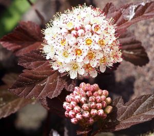 Do Deer Eat Marigolds? + (8 Deer-Resistant Plants)