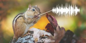 What Sounds Do Chipmunks Make