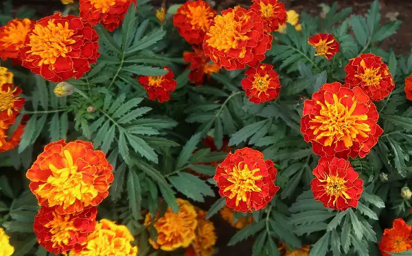Red French Marigold