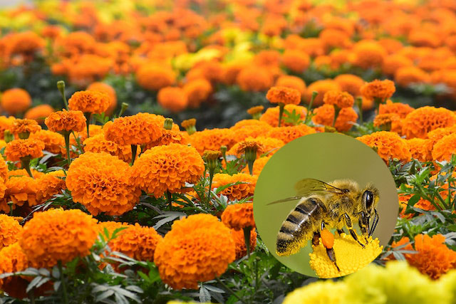 Do Bees Like Marigold