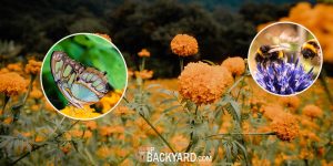 Do Marigolds Attract Pollinators