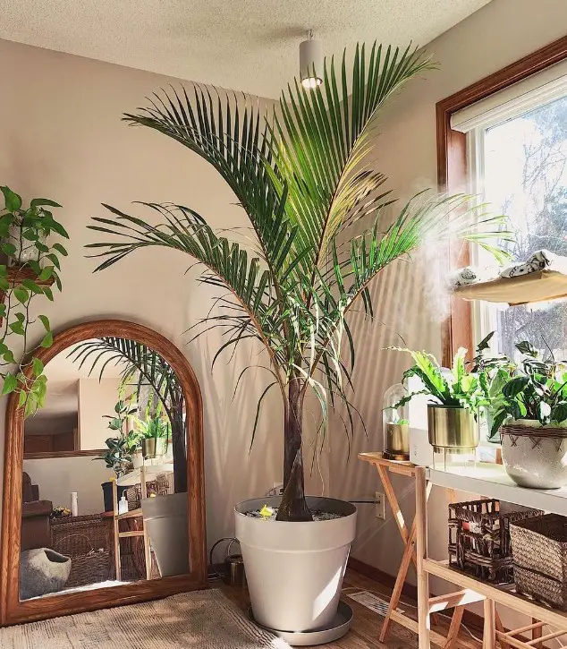 palm tree grow indoor