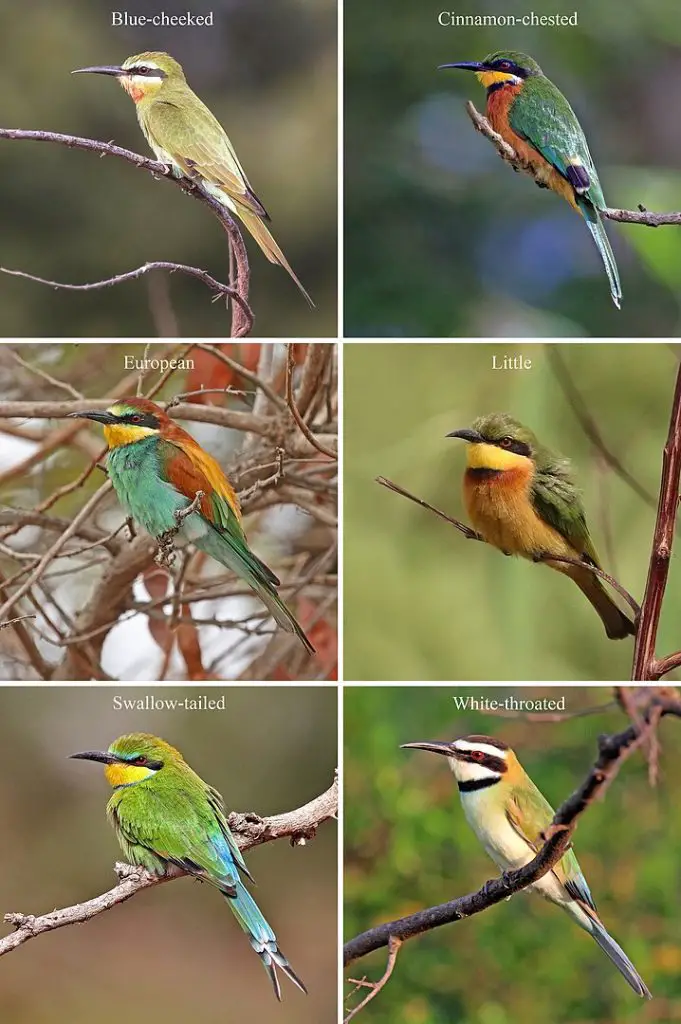 Six common bee-eaters in Africa