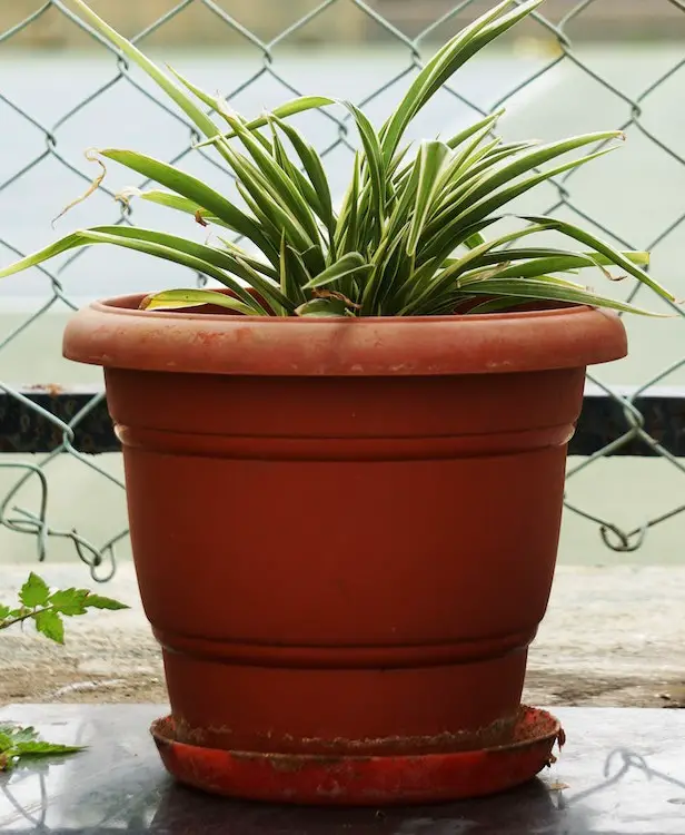 Spider Plant in a Pot
