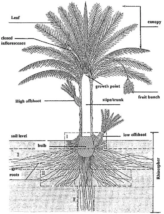 Palm tree root system