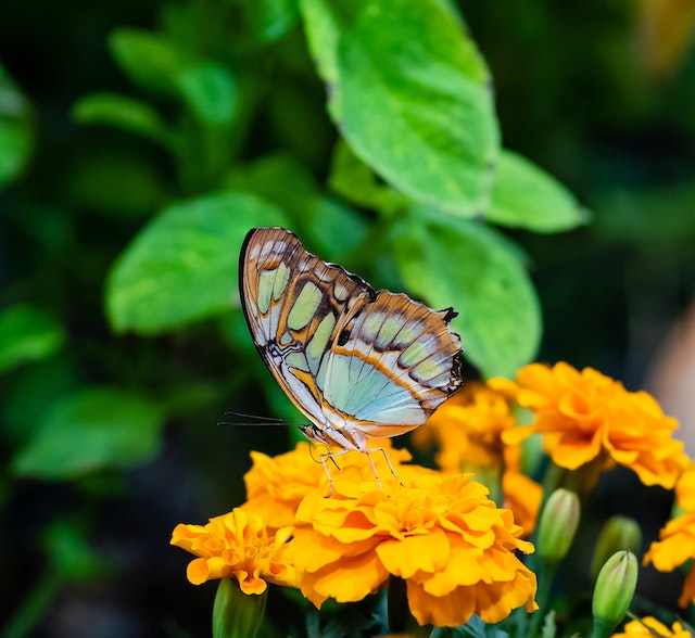 Butterfly Perched on marigold