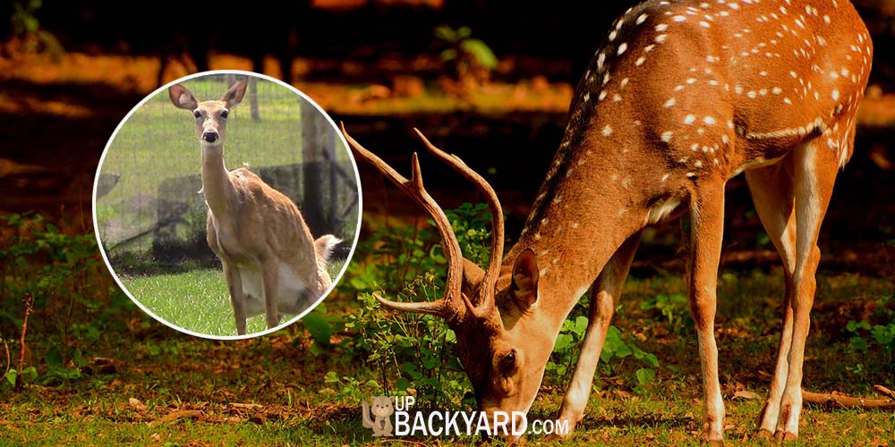 How to Attract Deer to Your Yard