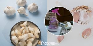 Using Garlic Spray for Slugs