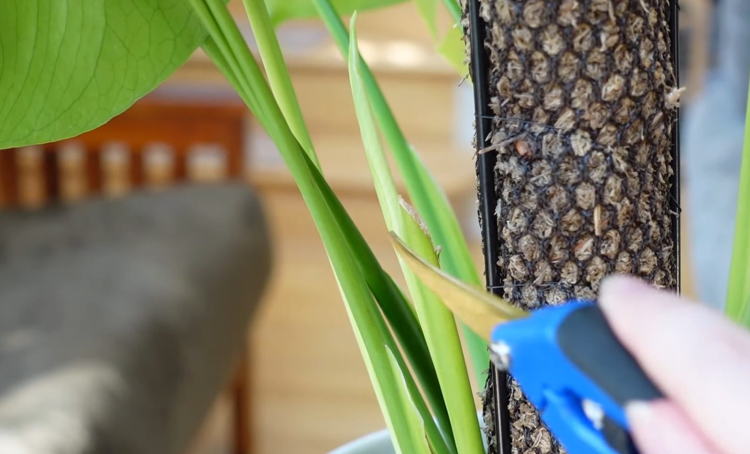 From Overgrown to PicturePerfect How to Prune a Cheese Plant