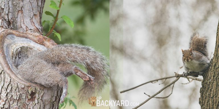 Secrets of Squirrel Homes: Do Squirrels Have Nests?