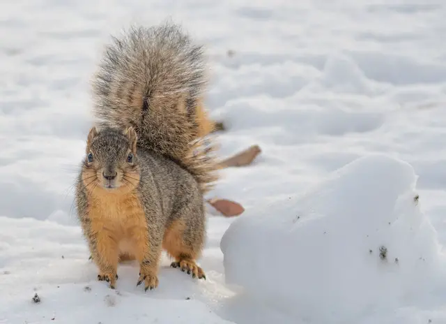 Squirrel in winter time