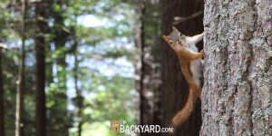 When Are Squirrels Most Active